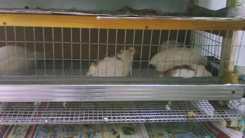клетки за пъдпъдъци