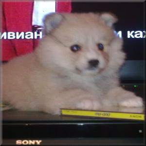 МИНИ ШПИЦ