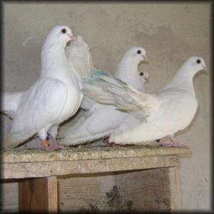 Бели гълъби